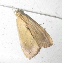 <i>Crocidolomia</i> Genus of moths