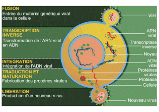 File:Cycle de réplication du VIH.gif