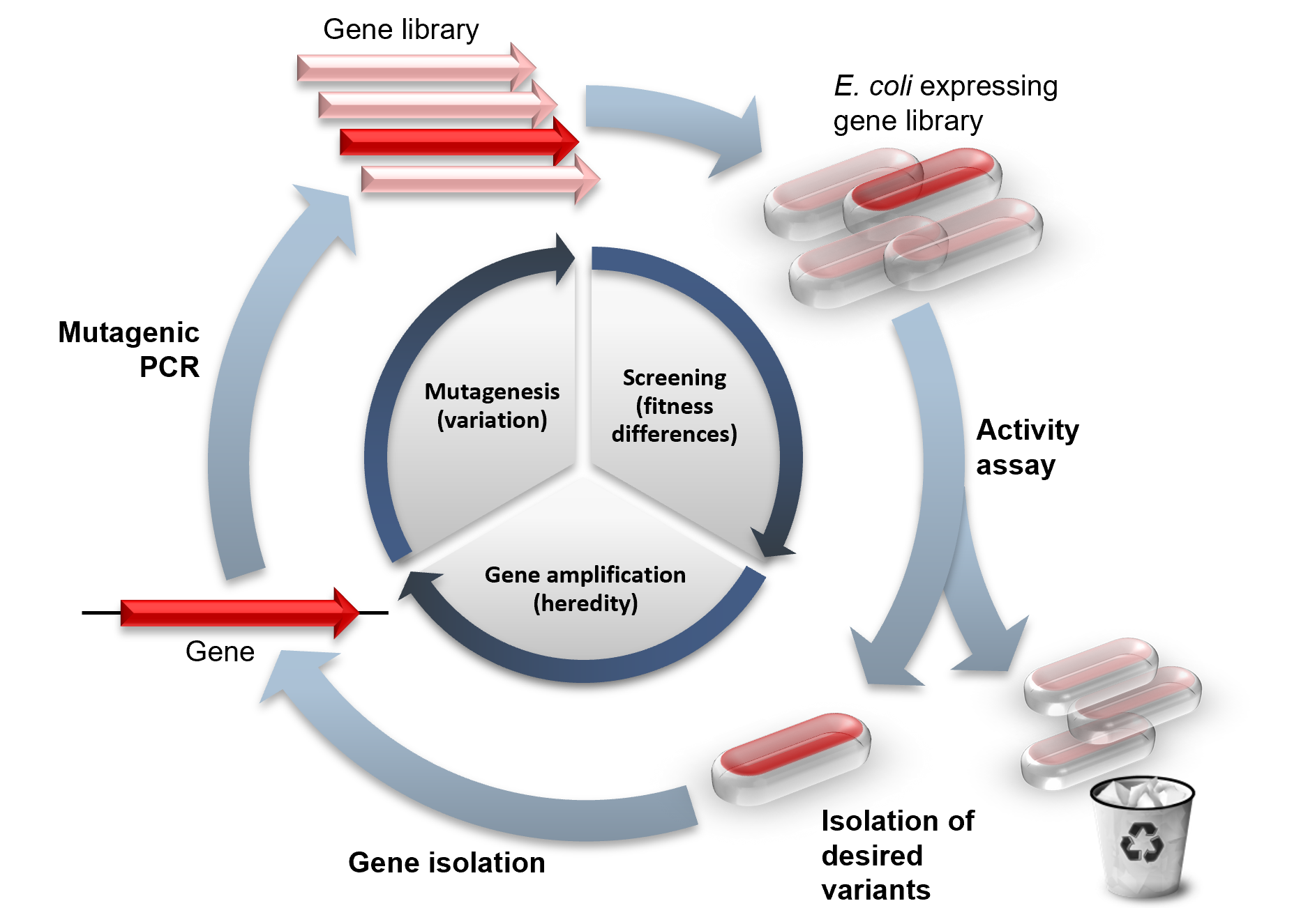 Directed Evolution Wikipedia