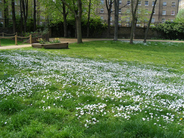 File:Daises in Hatfield Green - geograph.org.uk - 1257918.jpg