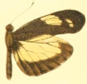 <i>Dismorphia zathoe</i> Species of butterfly