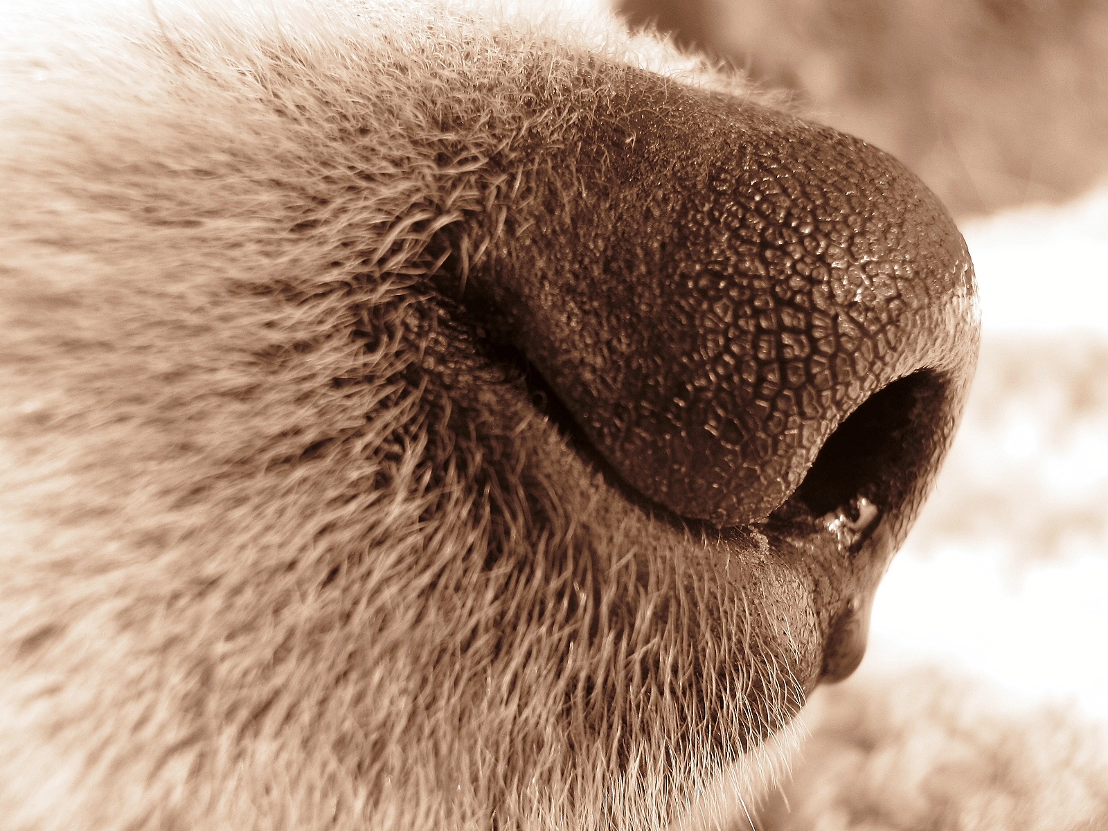 why do dogs have slits on the side of their nose