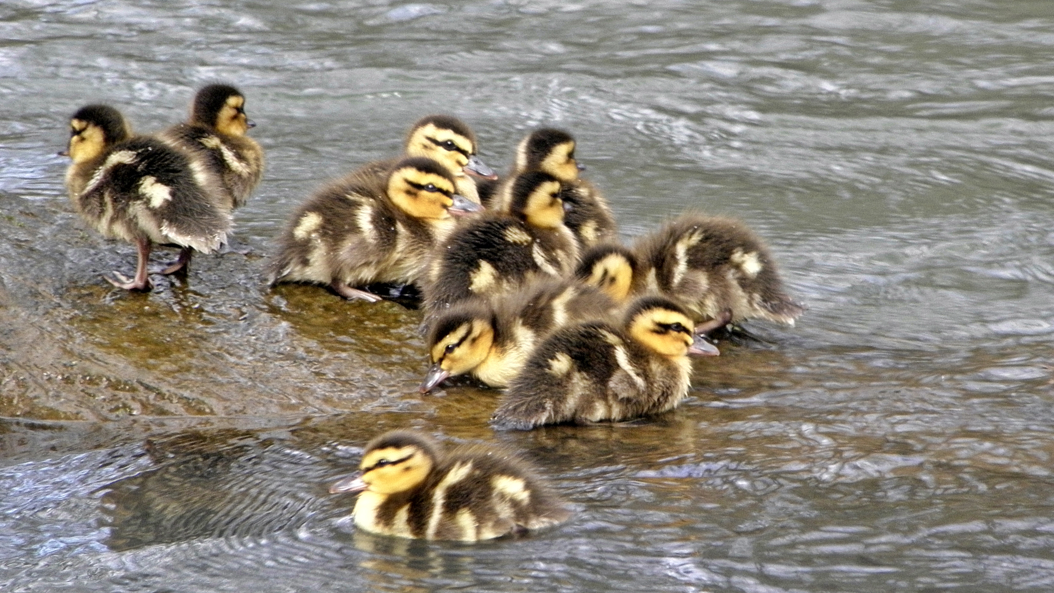 Duck_ _Mallard_(Anas_platyrhynchos)_ _Chicks_7_(cr)