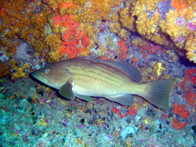 Epinephelus costae. Cernia рыба. Каменный окунь. Epinephelus Morio. Морская лучеперая рыба 6 букв