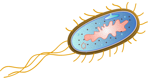 File:Escherichia coli by togopic.png