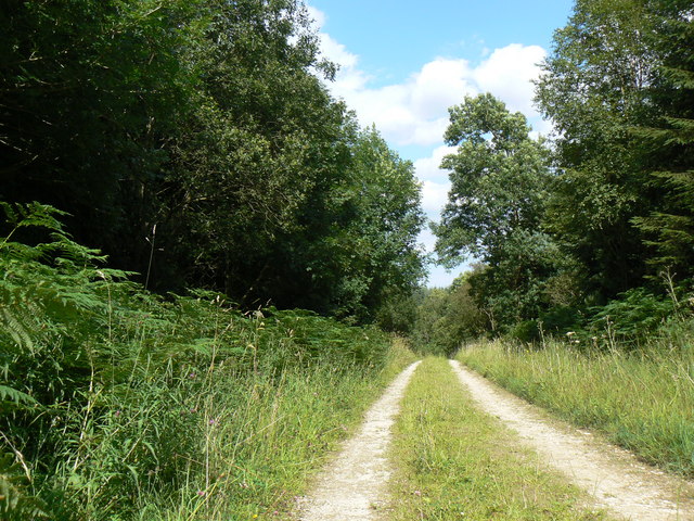 Forest Track - geograph.org.uk - 1451878
