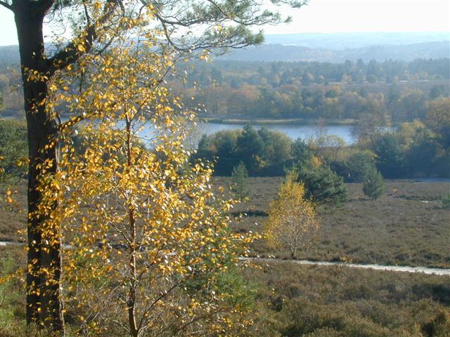 Frensham Common