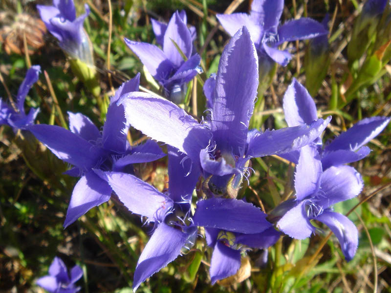 File:Gentianella ciliata 1.JPG