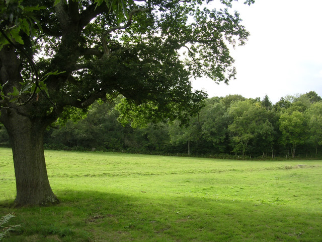 File:Hilltop Wood, Beaulieu, New Forest - geograph.org.uk - 43487.jpg