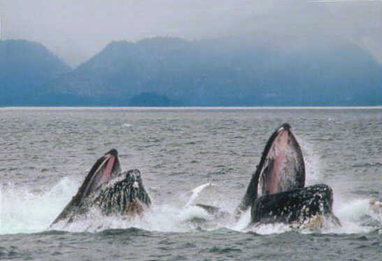 A pair of humpback whales, a species of rorqual, lunge feeding