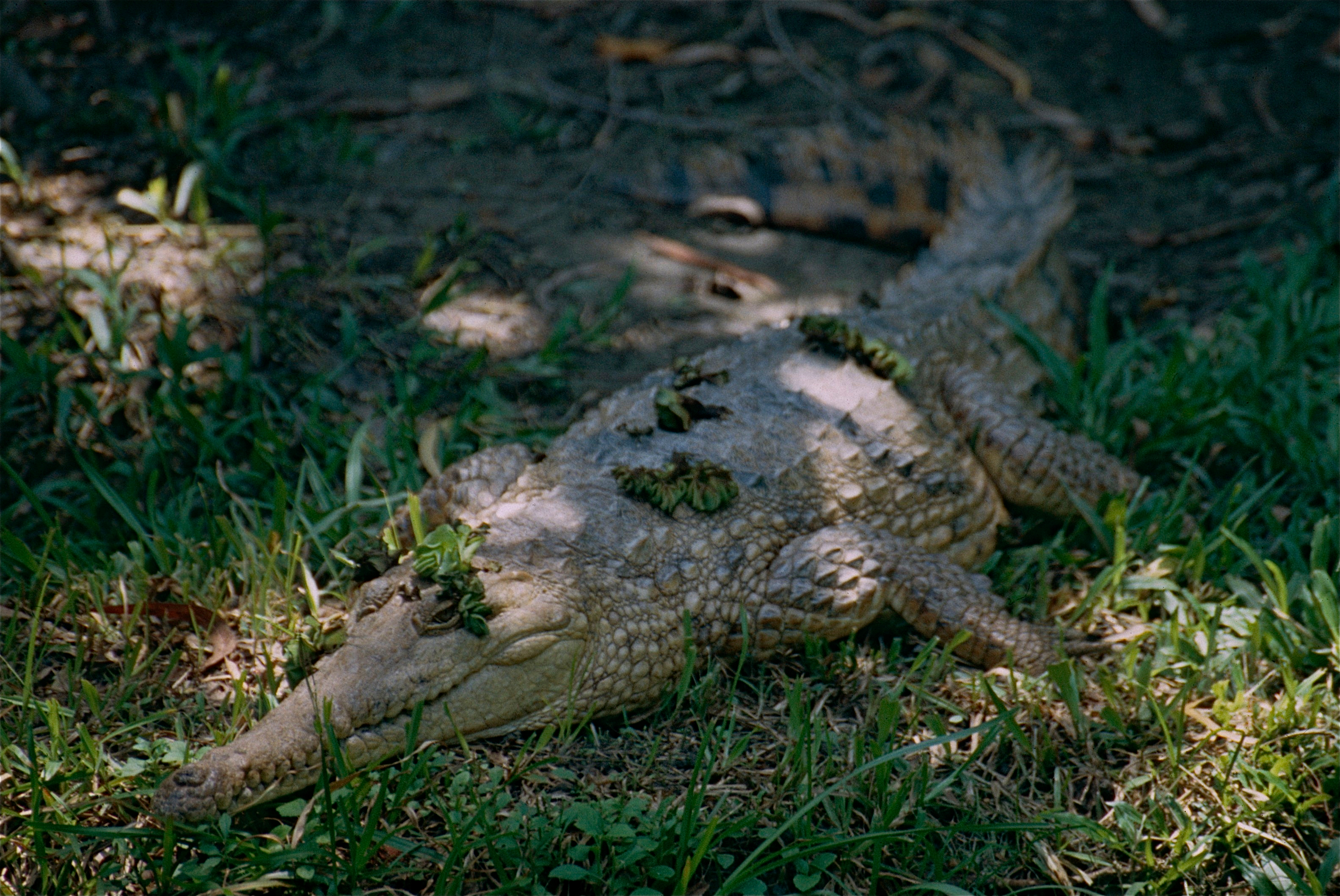 Johnson's Crocodile (Crocodylus johnsoni) (9756835894).jpg