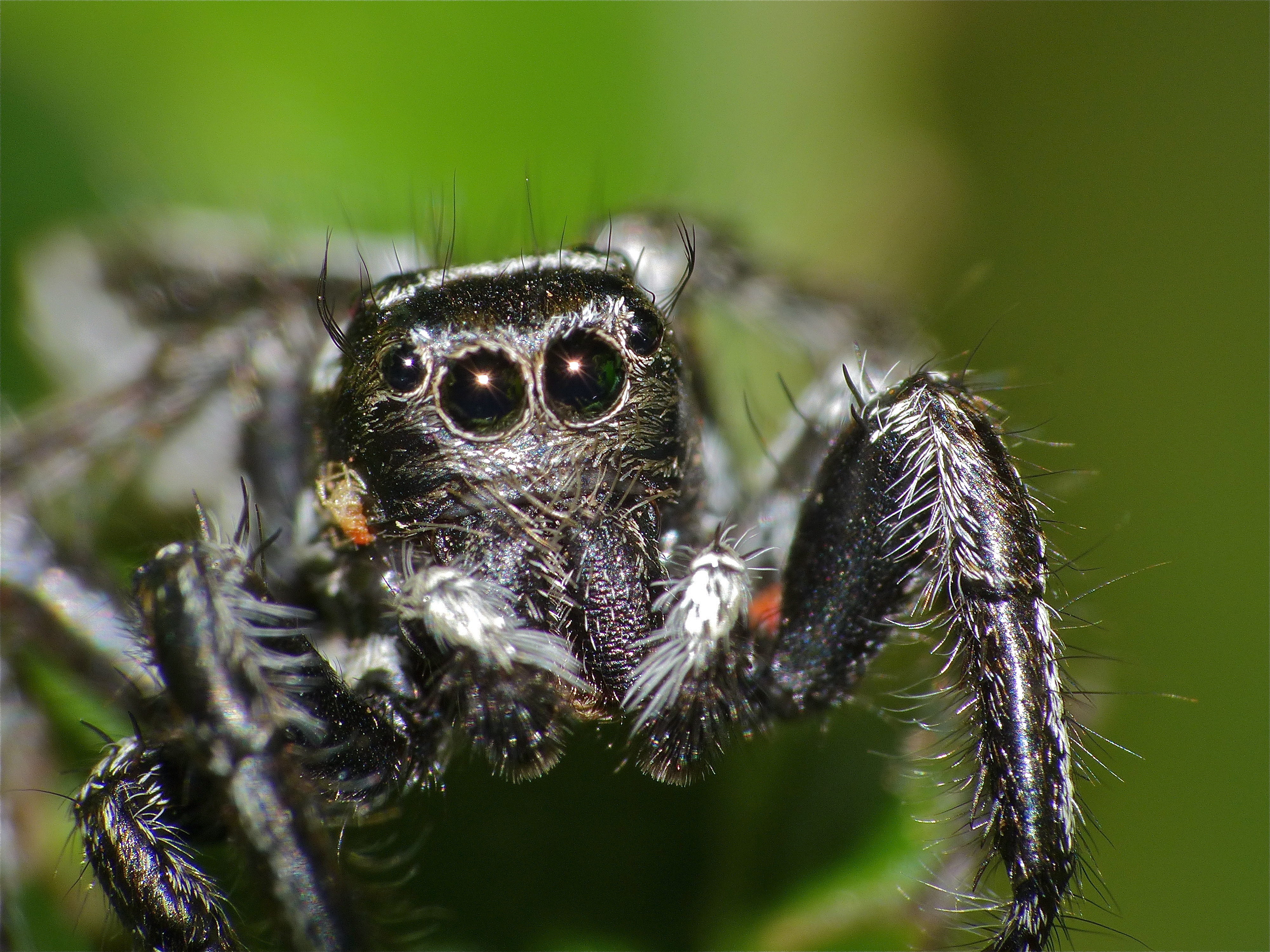 Jumping Spider (Hyllus argyrotoxus) male close-up (12089436814).jpg