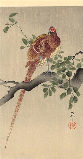 File:Koson - pheasant-on-branch.jpg