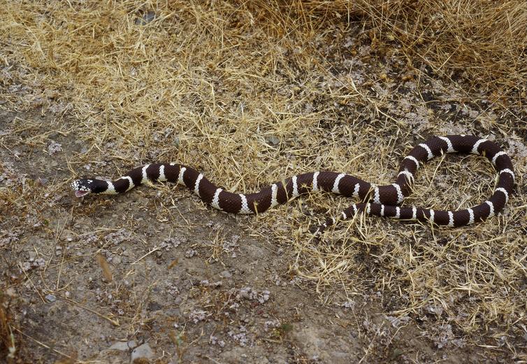 File:Lampropeltis getulus02.jpg