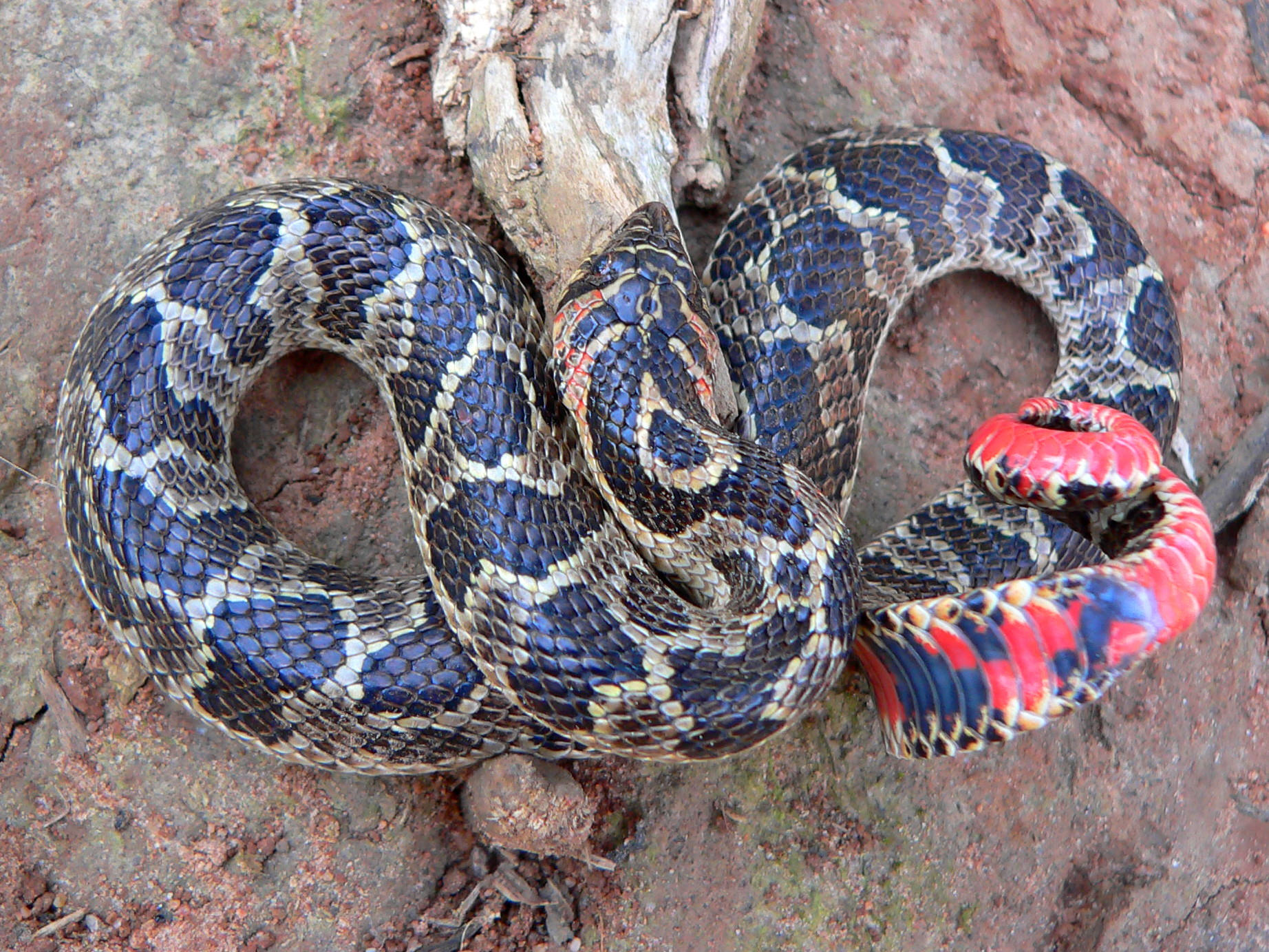 Eastern hognose snake - Wikipedia