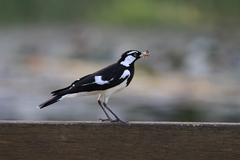 File:Magpie Lark (Pee Wee).jpg