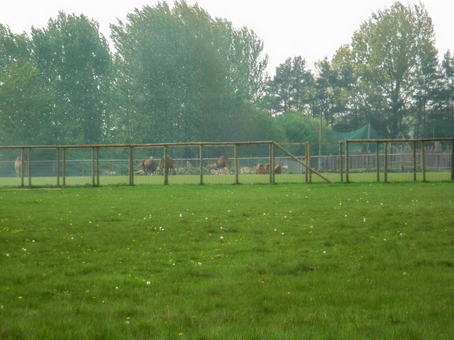 File:More camels - geograph.org.uk - 419300.jpg