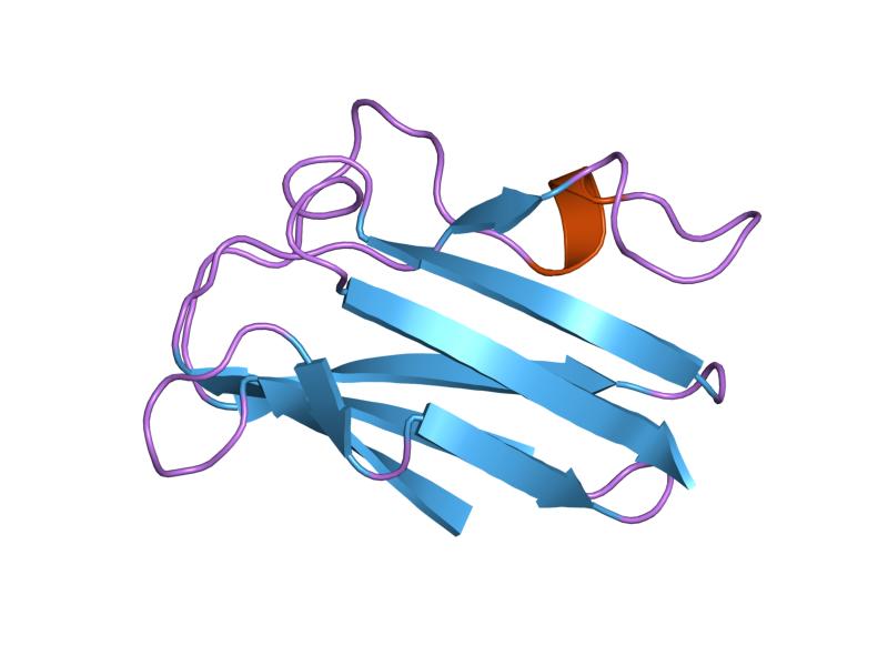 File:PDB 1plc EBI.jpg