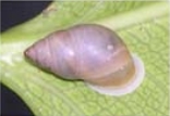 Partula clara incrassa in the Tiapa Valley, Tahiti