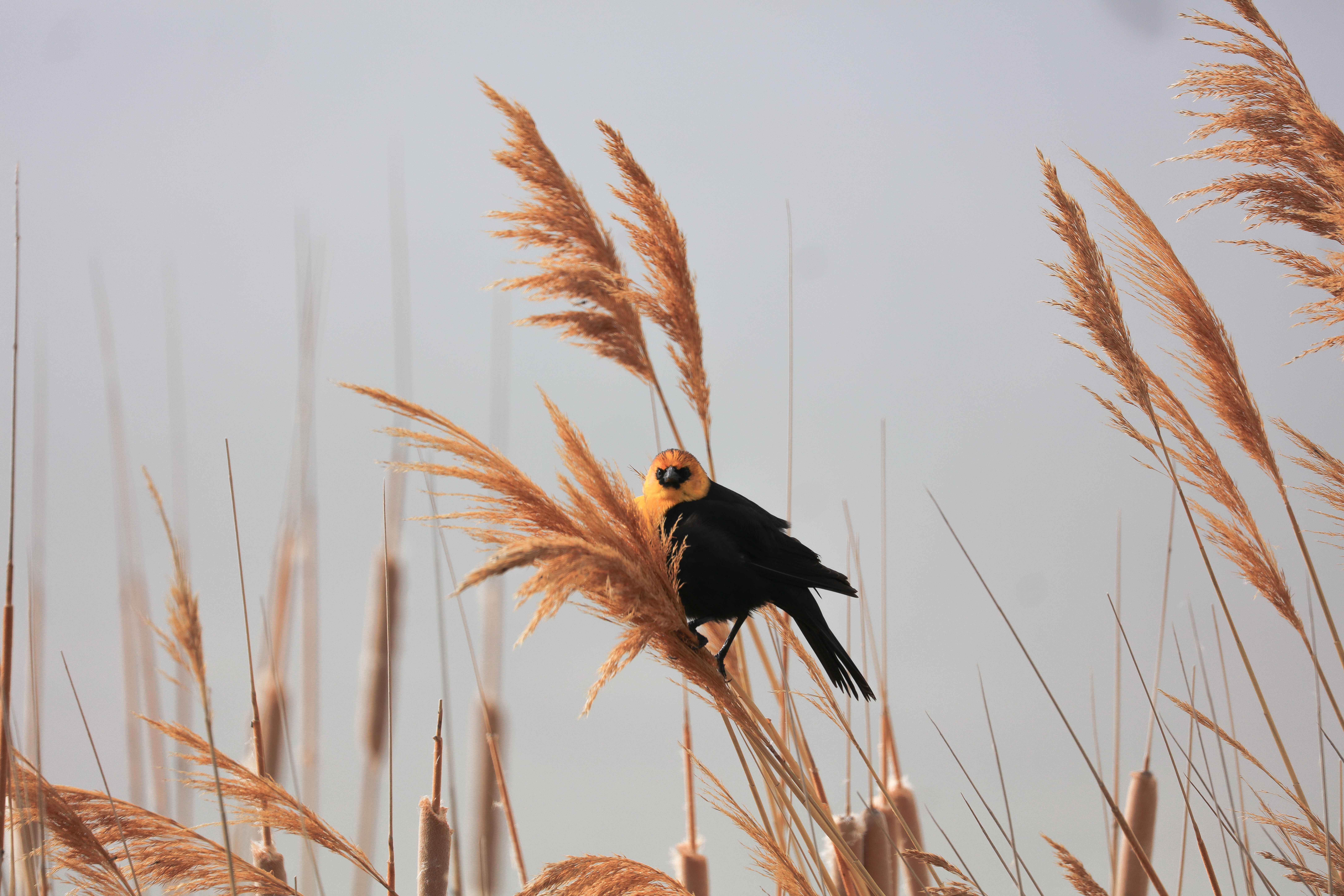 Пшеничная птица. Птицы в поле. Пшеничное поле с птицами. Птица на колоске. Пшеница для птиц.