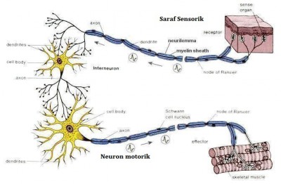 Bagian sel saraf yang berfungsi menghantarkan rangsangan dari badan sel adalah