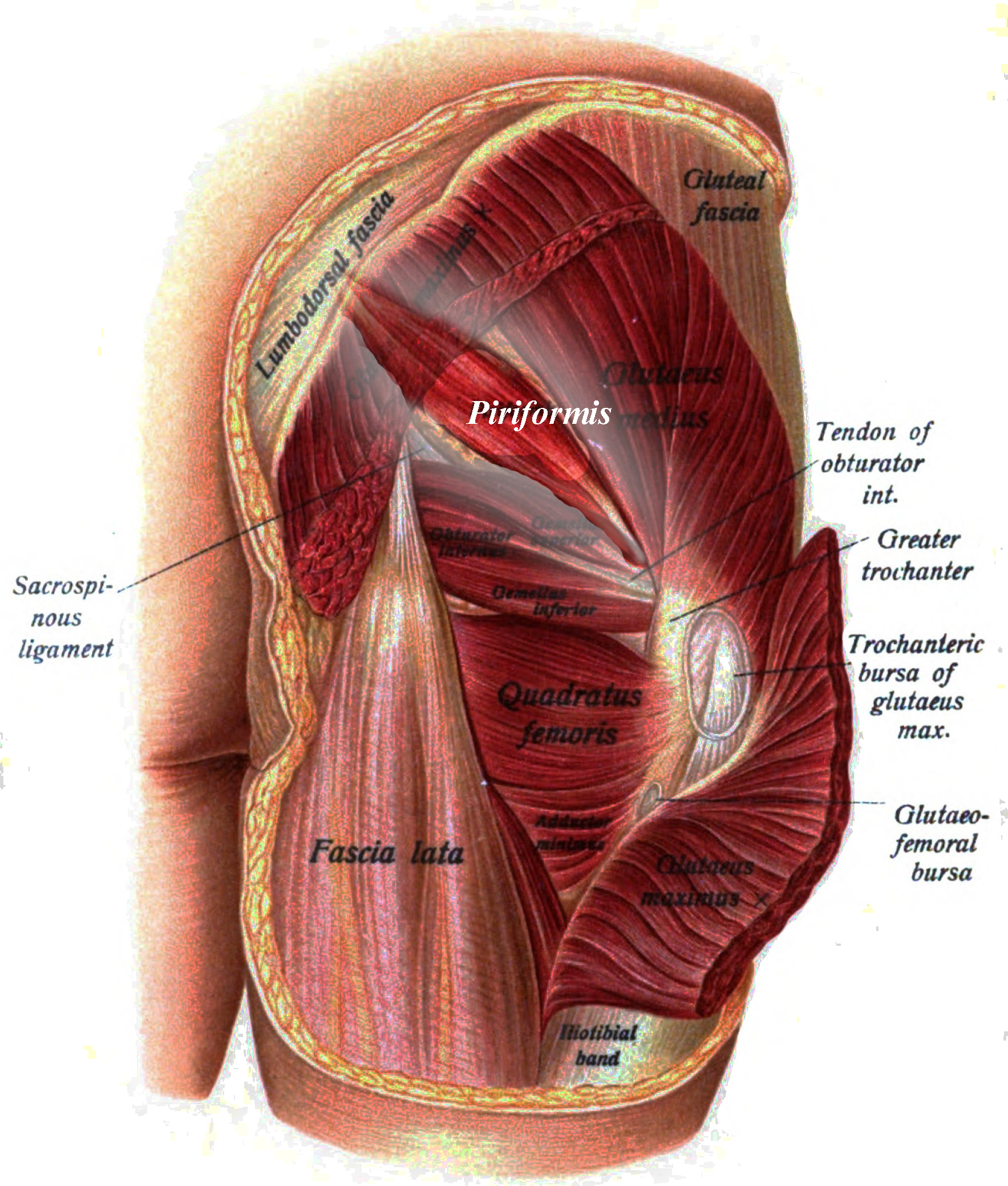 muscles of the gluteal region