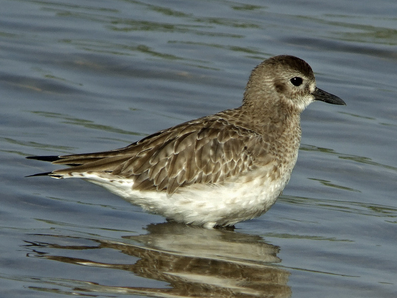 File:Pluvialis squatarola.jpg