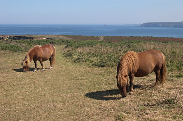 File:Ponies Grazing the Coastal Heath - geograph.org.uk - 317948.jpg