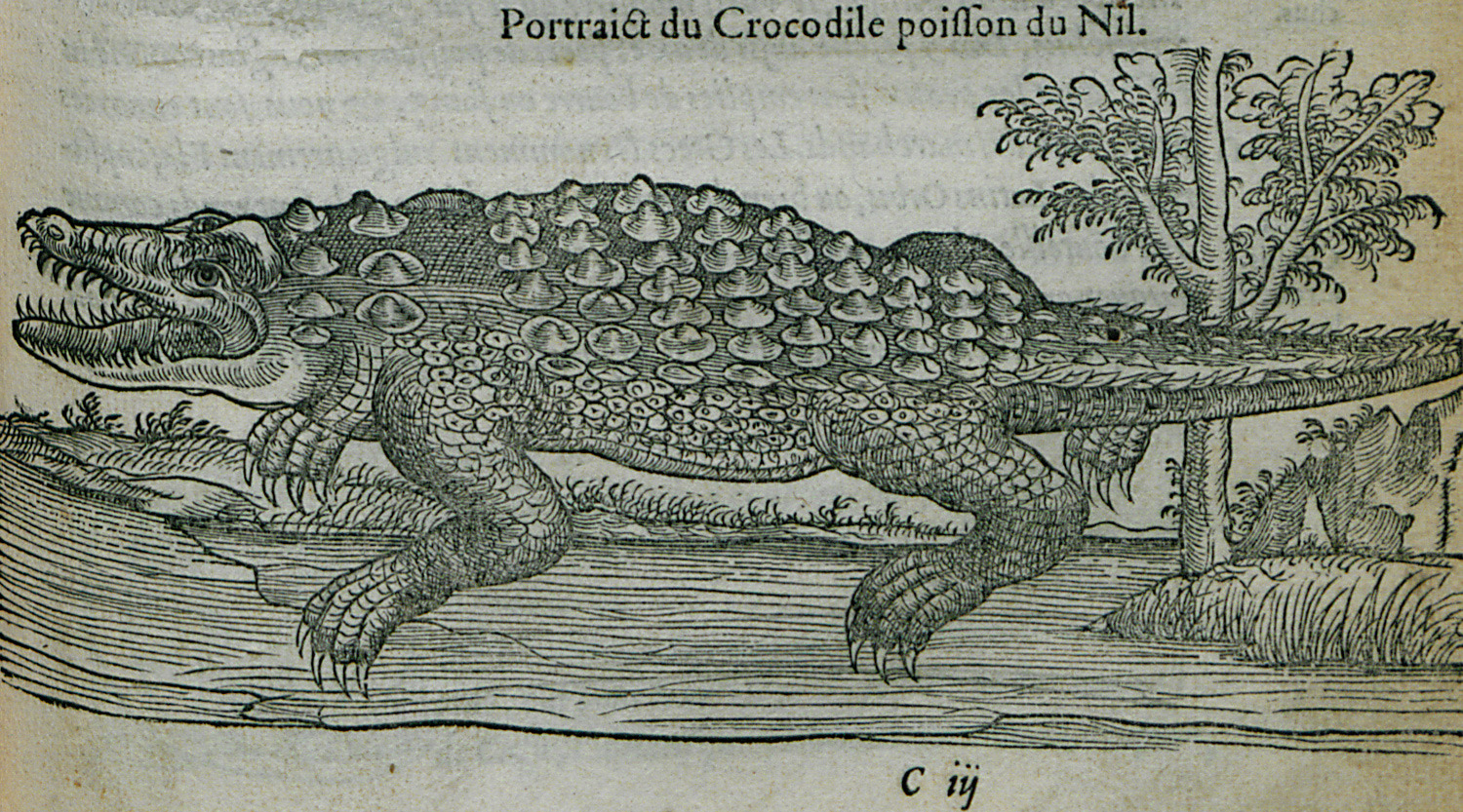 Бестиарий крокодил