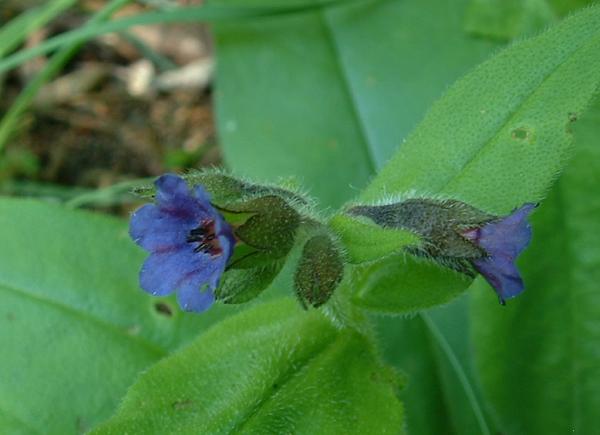 File:Pulmonaria montana2.jpg