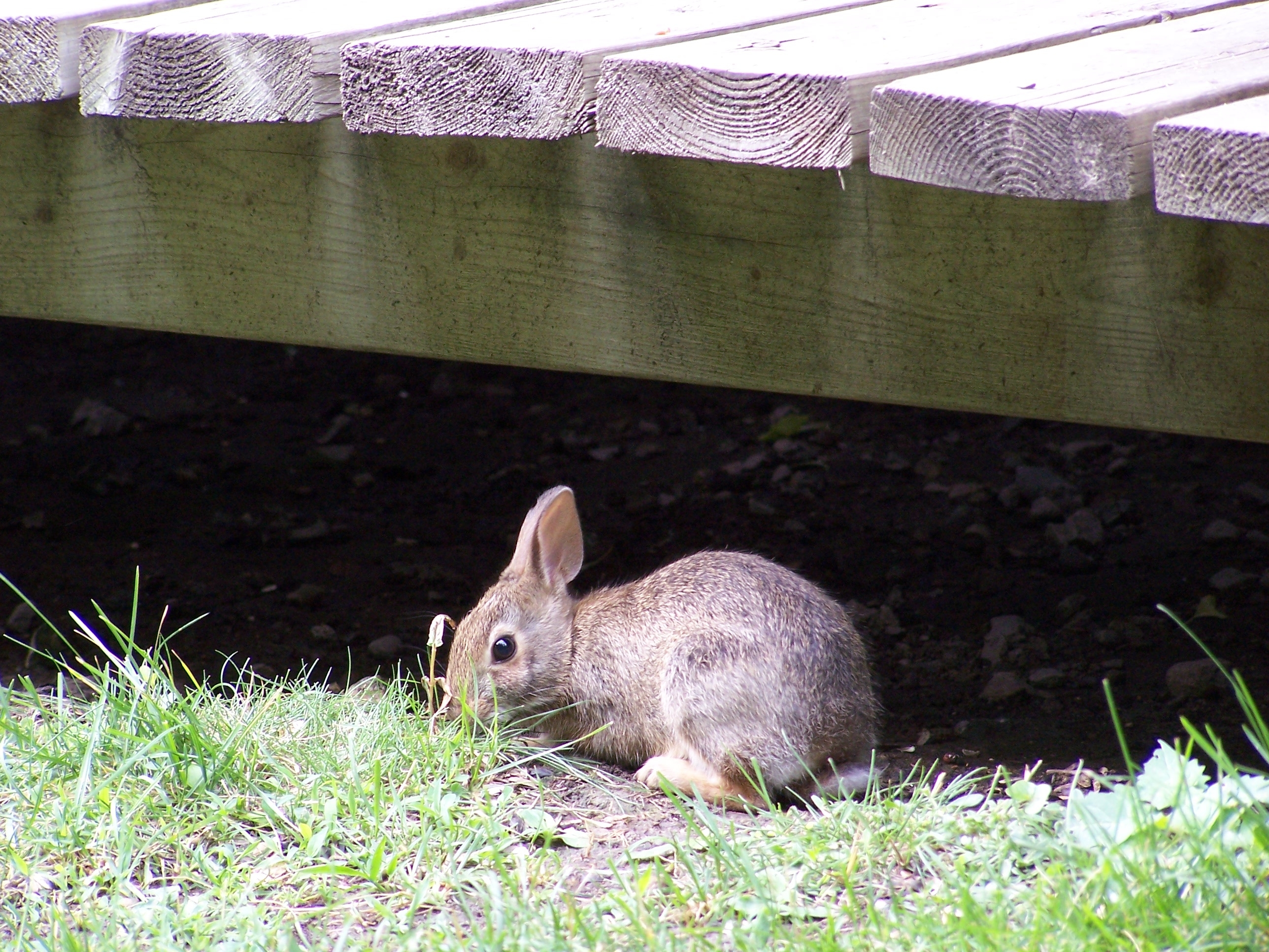 Swamp rabbit - Wikipedia