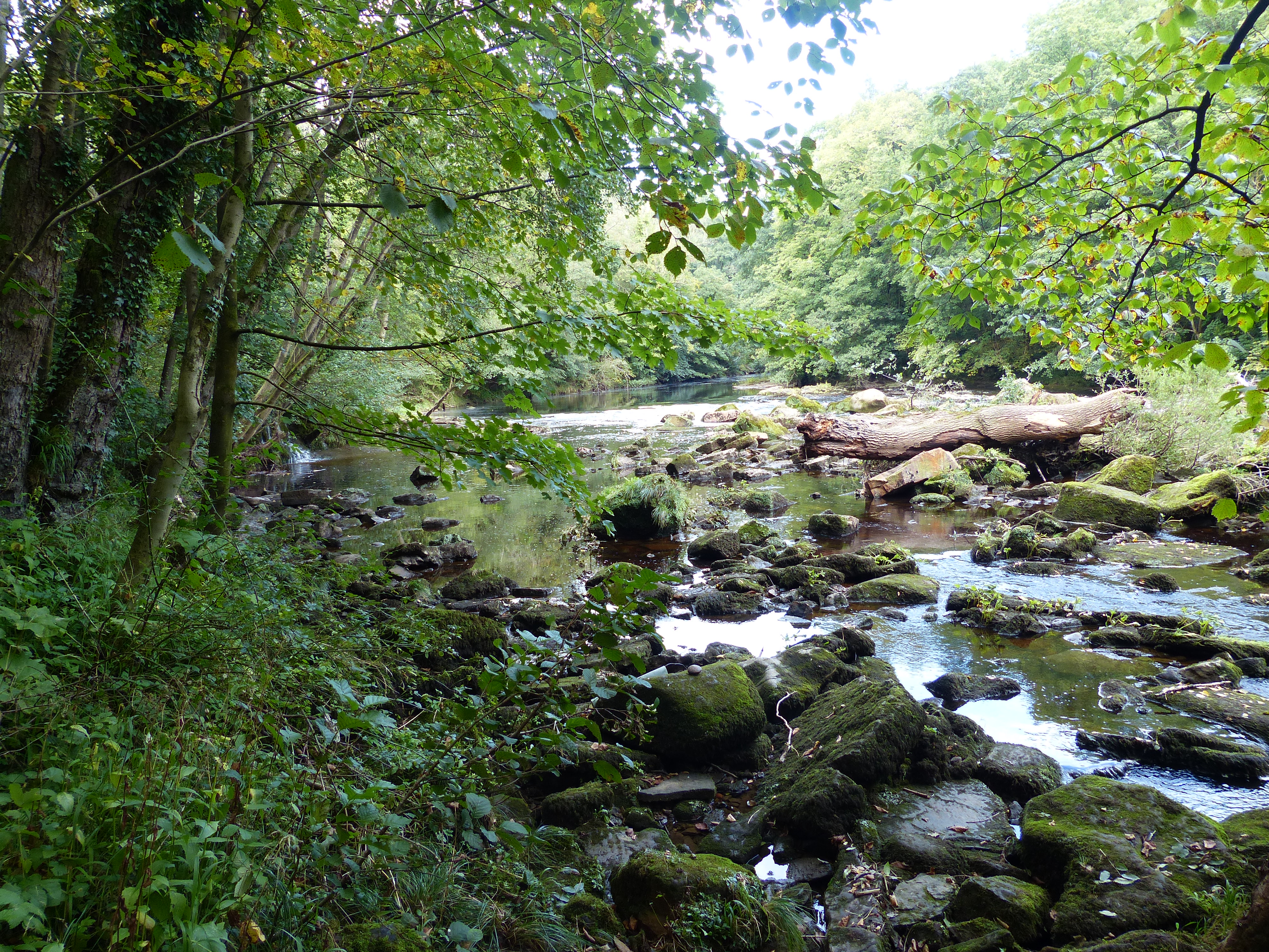 File:River Ure Hackfall 03.jpg - Wikimedia Commons