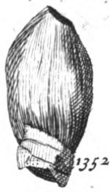 Only known illustration of the "Rutellum" holotype, from Lhuyd (1699 ) Rutellum impicatum tooth.png