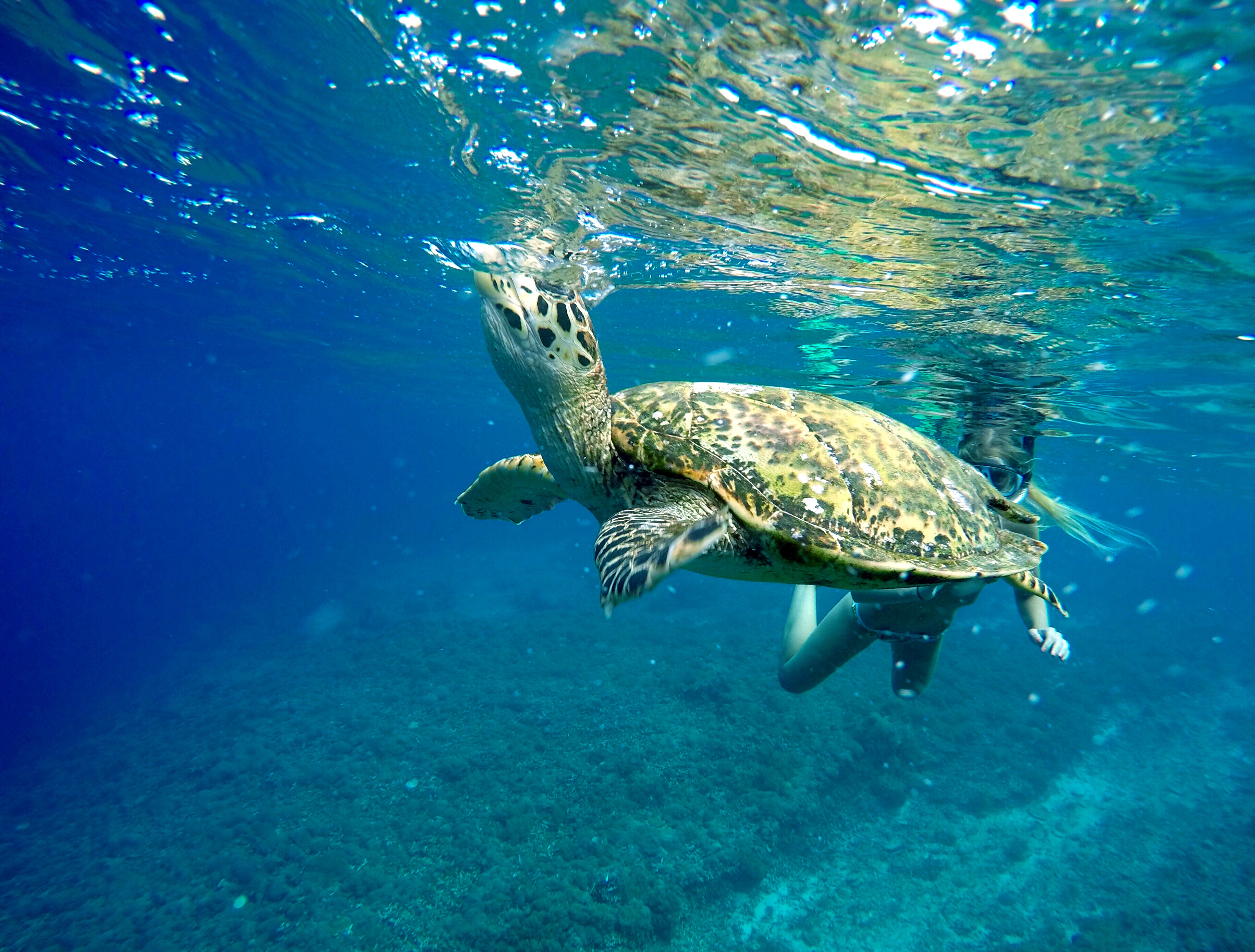 File Sea Turtle Breath Underwater 20910998842 Jpg Wikimedia Commons