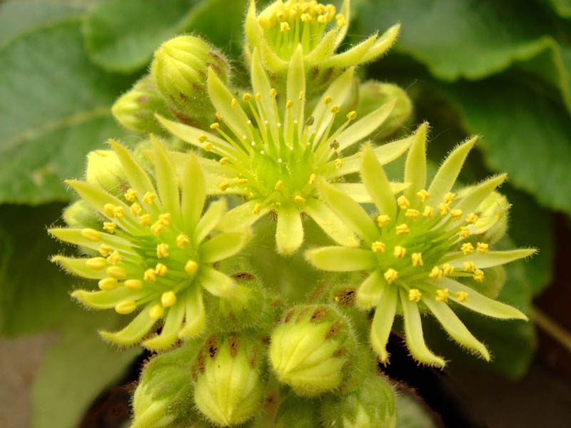 File:Sempervivum ciliosum var borisii 2.jpg