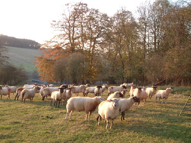 File:Sheep between Nettleden and Little Gaddesden - geograph.org.uk - 81106.jpg