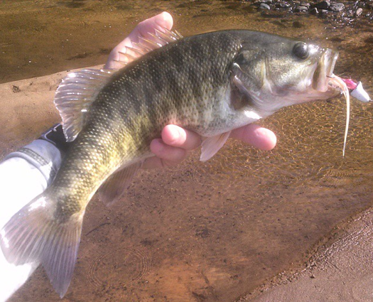 File:Shoal Bass (Micropterus Cataractae) Flint River, GA.png