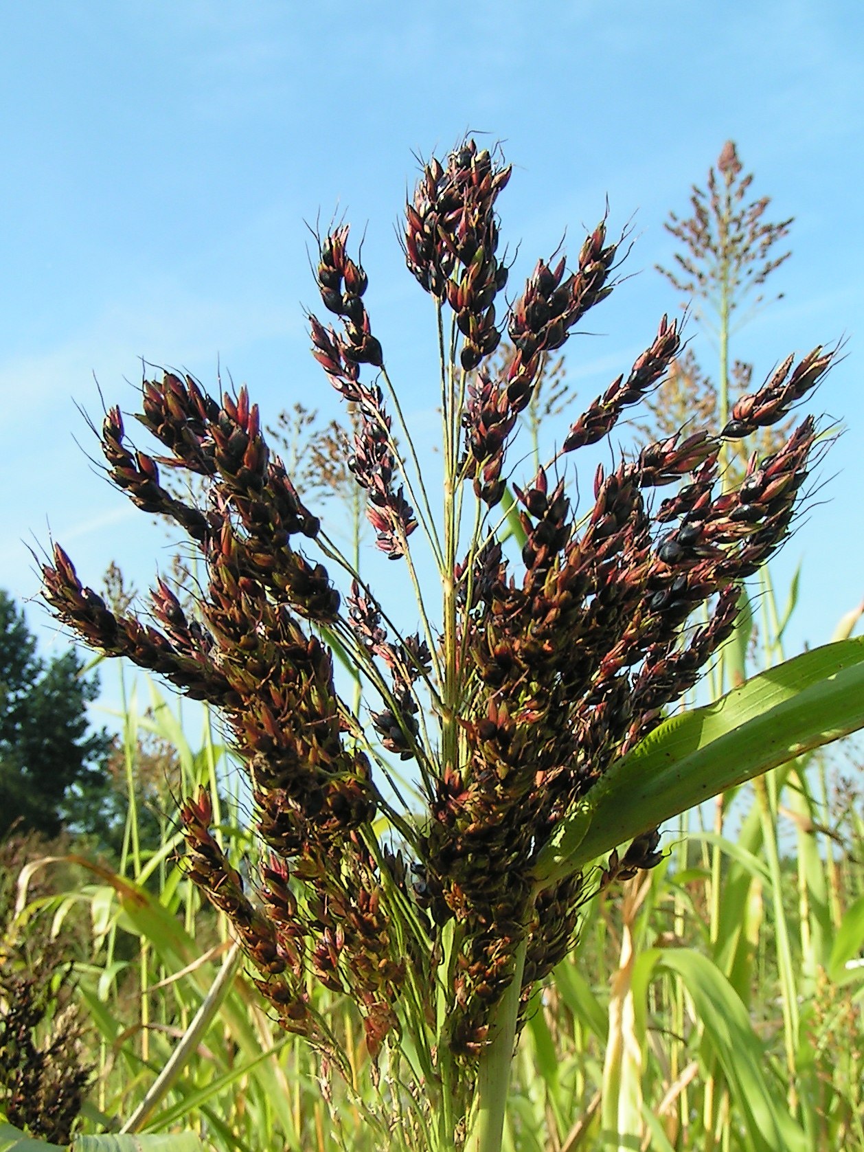 Farine de sorgho : quels sont ses bienfaits ? quand l'utiliser ?