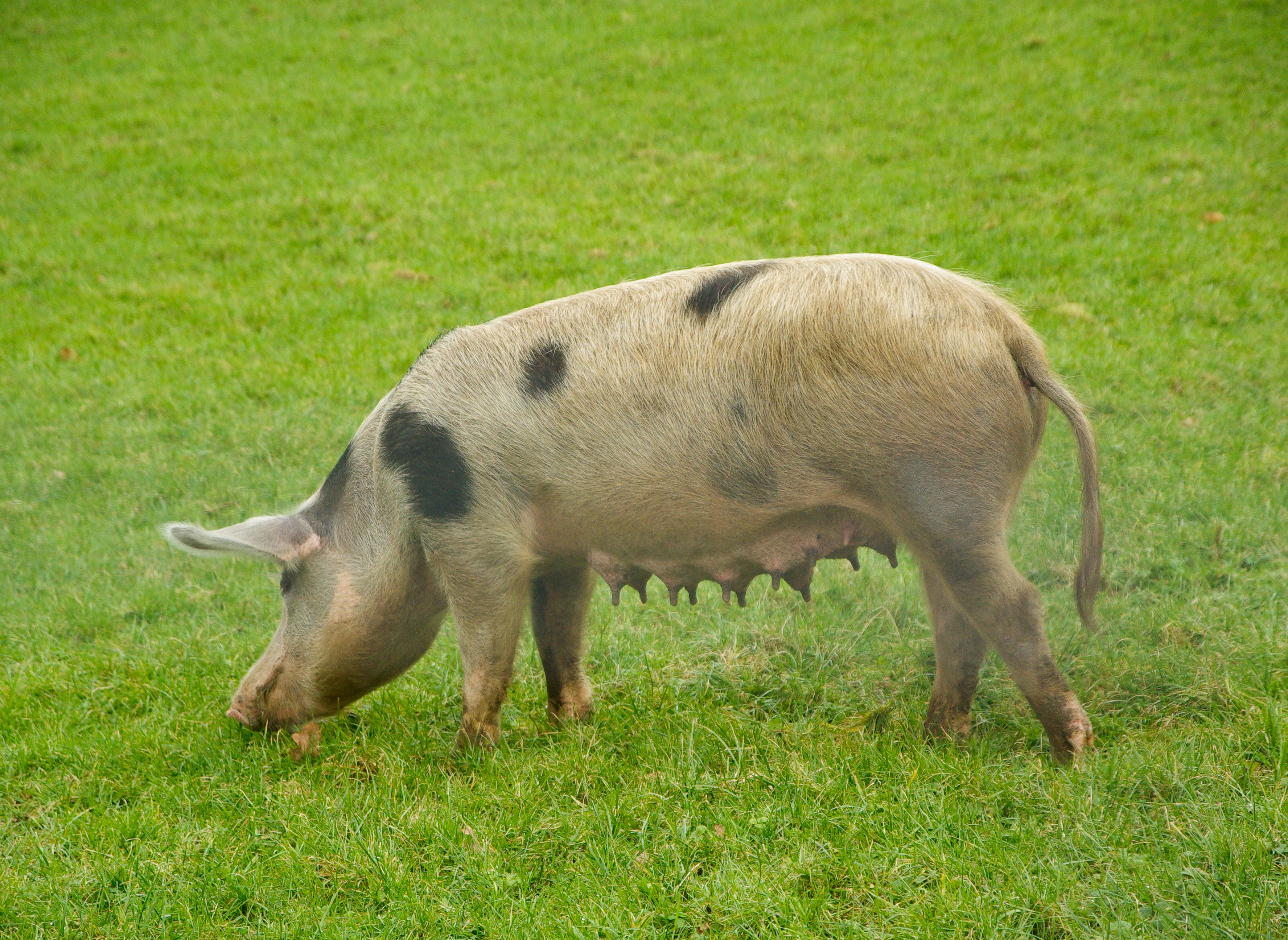Х свиньи. Свинья. Латвийская белая порода свиней. Свинья взрослая. Фото свиньи.