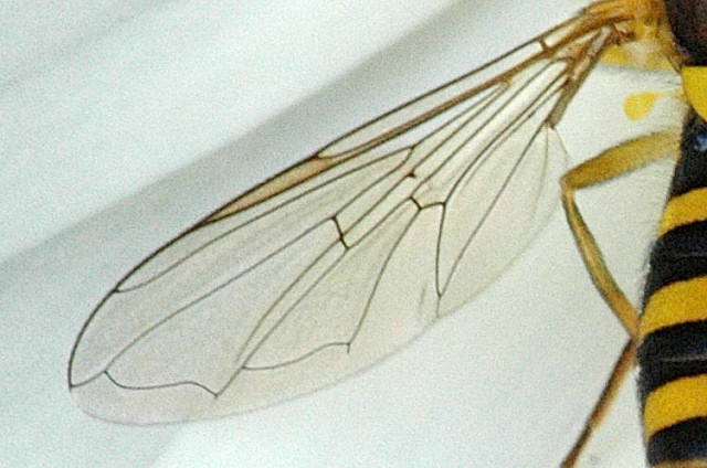 File:Sphaerophoria.scripta.wing.detail.jpg