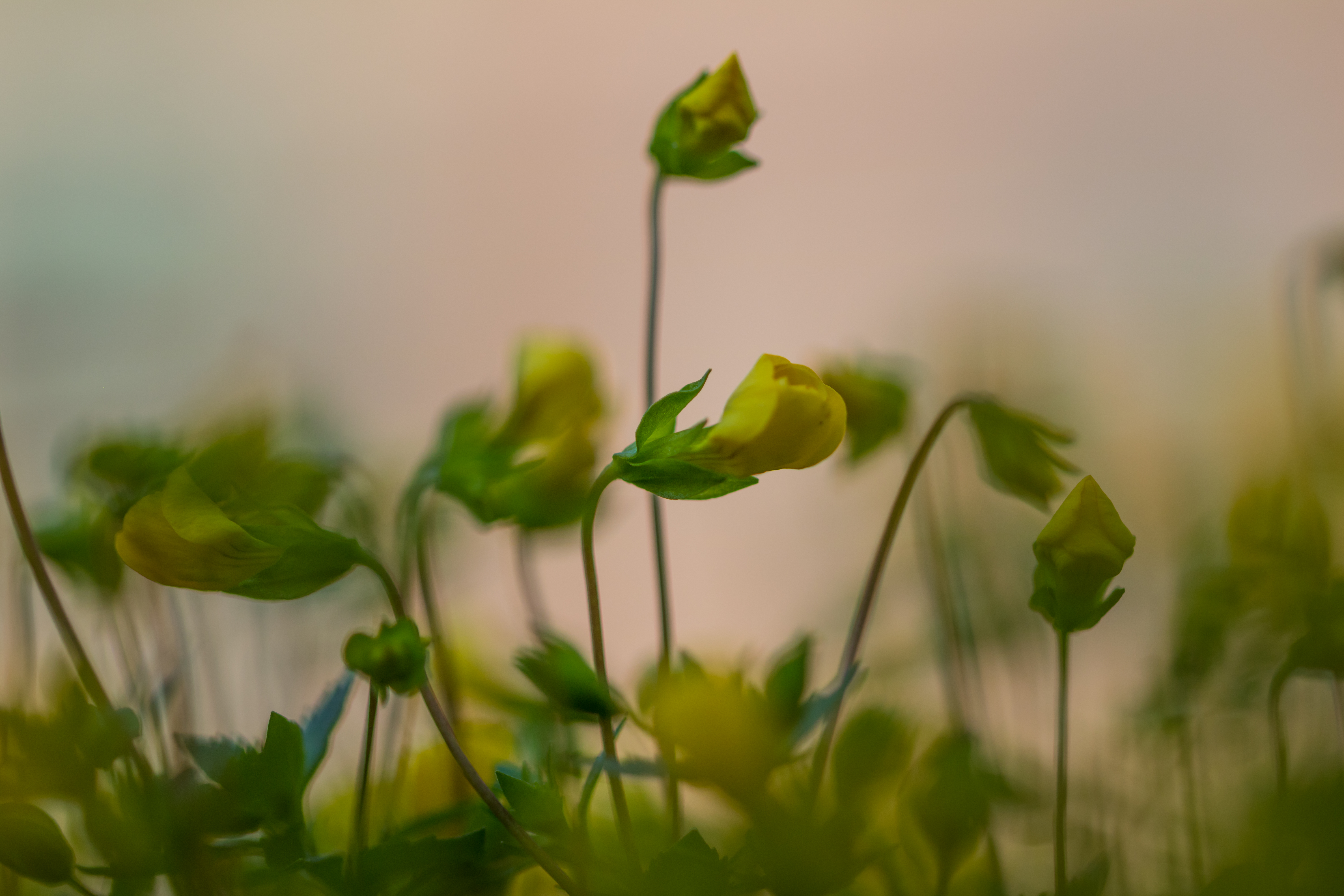 Tiny Flowers