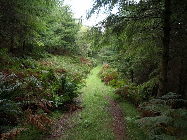 Track, Hore Wood - geograph.org.uk - 1478208
