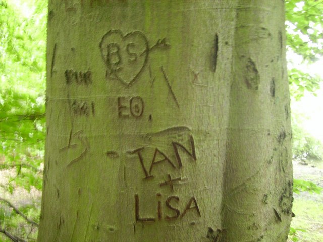 File:Tree carving - geograph.org.uk - 495941.jpg