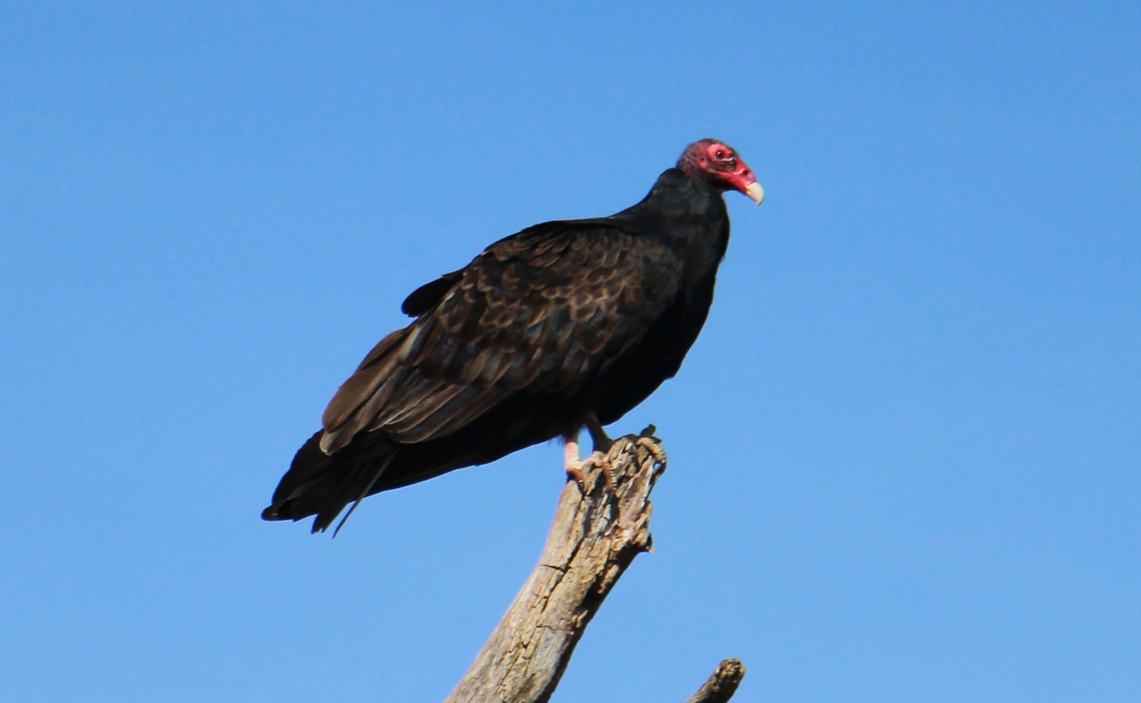 Катарта. Cathartes melambrotus. Катарта птица. Урубу. Большая желтоголовая катарта.