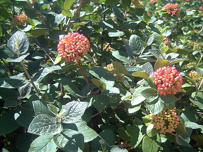 File:Viburnum lantana DehesaBoyal.jpg