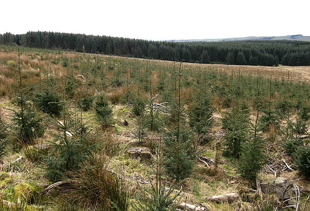 File:Young fir trees - geograph.org.uk - 742149.jpg