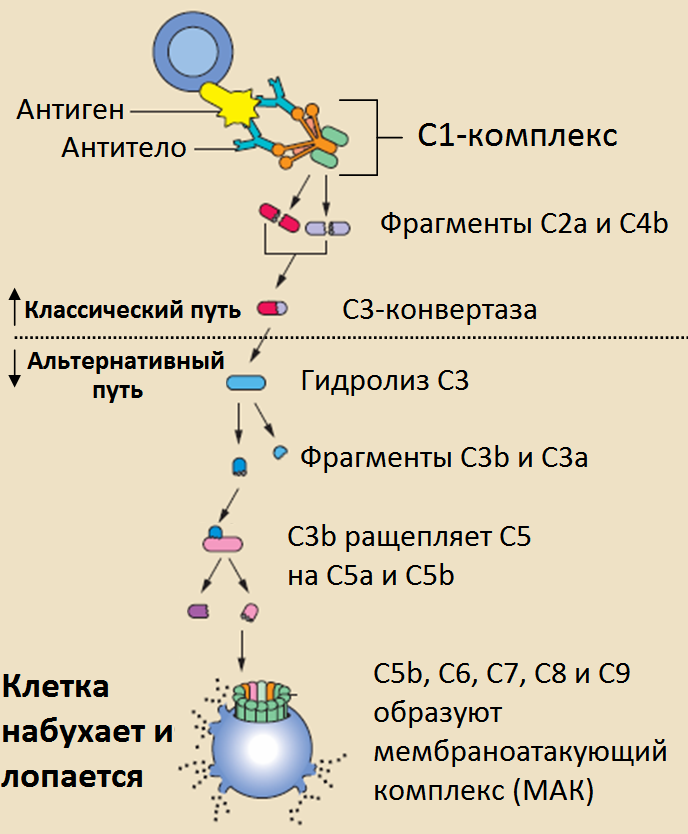 Комплемент c. Система комплемента иммунология классический путь. Компонент системы комплемента с3. Каскад активации комплемента. Схема активации белков системы комплемента.