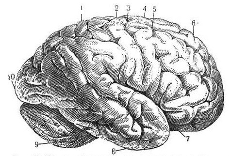 Железа мозга 7
