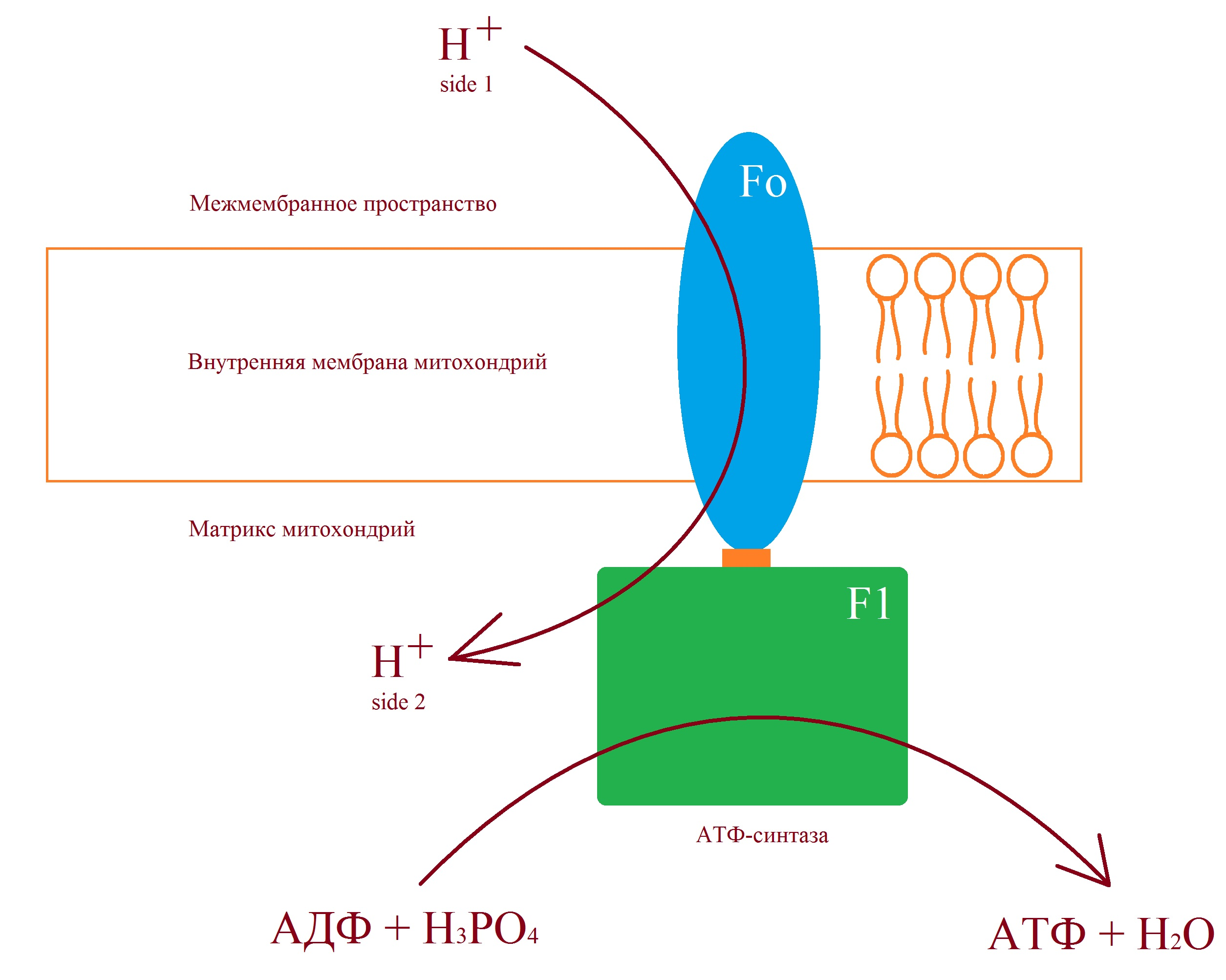 АТФ синтаза в хлоропластах. АТФ синтаза в митохондрии. АТФ синтаза схема. Схема работы АТФ-синтазы.