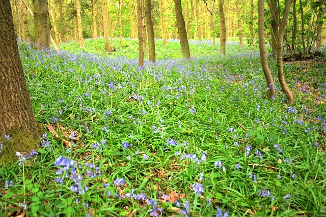 File:Arncliffe Wood, Bluebells - geograph.org.uk - 1290464.jpg